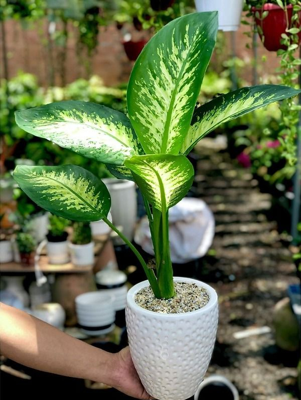 Loài cây này đỉnh như máy lọc không khí, hút sạch 80% khí độc bụi bẩn trong nhà- Ảnh 6. Loài cây này đỉnh như máy lọc không khí, hút sạch 80% khí độc bụi bẩn trong nhà- Ảnh 6.