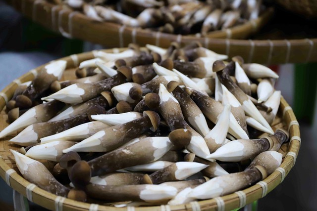 "Báu vật" mọc từ lòng đất: Từ đồ ăn dân dã thành đặc sản bạc triệu, thương lái săn đón ngay trong đêm- Ảnh 2. "Báu vật" mọc từ lòng đất: Từ đồ ăn dân dã thành đặc sản bạc triệu, thương lái săn đón ngay trong đêm- Ảnh 2.