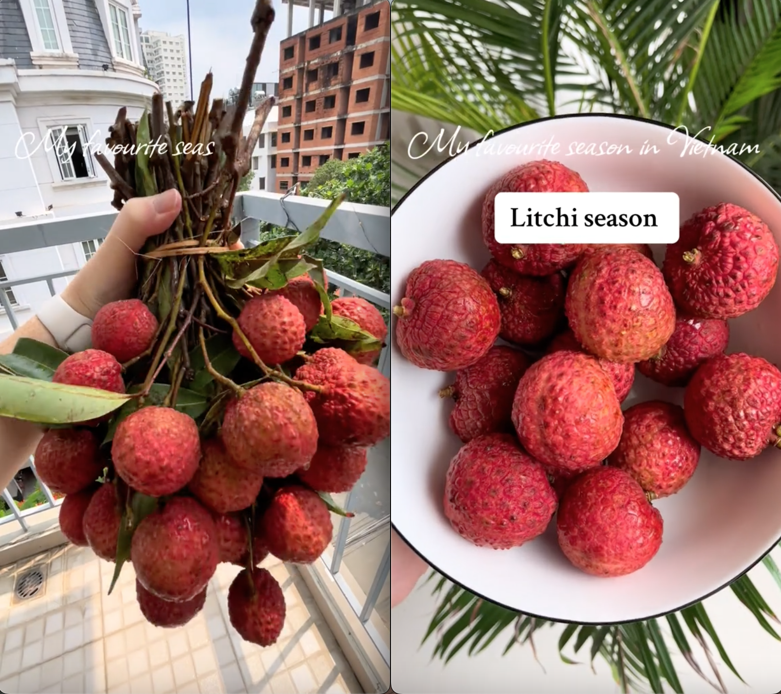 Bỏ 30.000 đồng/kg mua loại trái cây yêu thích ở Việt Nam, khách Tây khiến dân mạng bái phục vì "mát tay" chọn được giá hời- Ảnh 1. Bỏ 30.000 đồng/kg mua loại trái cây yêu thích ở Việt Nam, khách Tây khiến dân mạng bái phục vì "mát tay" chọn được giá hời- Ảnh 1.