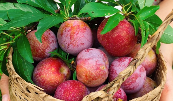 2 loại quả mùa hè giàu collagen, chống nắng tốt nhưng khi ăn cần nhớ 1 lưu ý tránh phản tác dụng- Ảnh 1.