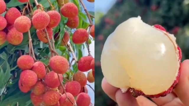 Một phụ nữ phải đi cấp cứu vì ăn hơn 100 quả vải: Có thể ăn tối đa bao nhiêu quả vải một ngày?- Ảnh 1.