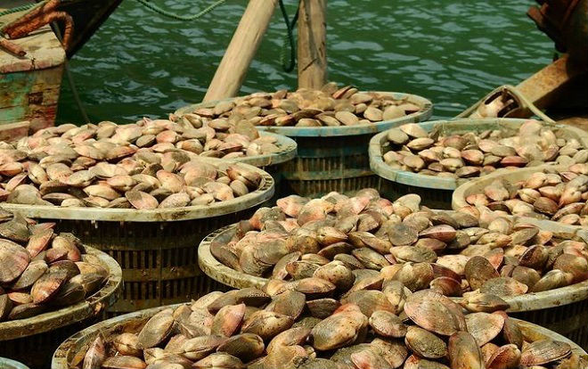 Kho báu của Việt Nam được người Trung Quốc khen "ăn cả ngày không chán": xuất khẩu tăng hơn 300%, toàn cường quốc săn lùng- Ảnh 1. Kho báu của Việt Nam được người Trung Quốc khen "ăn cả ngày không chán": xuất khẩu tăng hơn 300%, toàn cường quốc săn lùng- Ảnh 1.