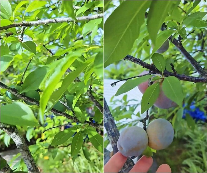 Biệt thự nghỉ dưỡng của nam diễn viên Biệt thự nghỉ dưỡng của nam diễn viên