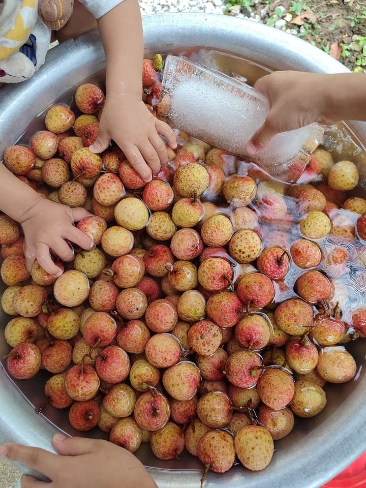 Vải thiều mới thu hoạch được ngâm nước đá, chuyên gia lý giải tác dụng- Ảnh 2. Vải thiều mới thu hoạch được ngâm nước đá, chuyên gia lý giải tác dụng- Ảnh 2.