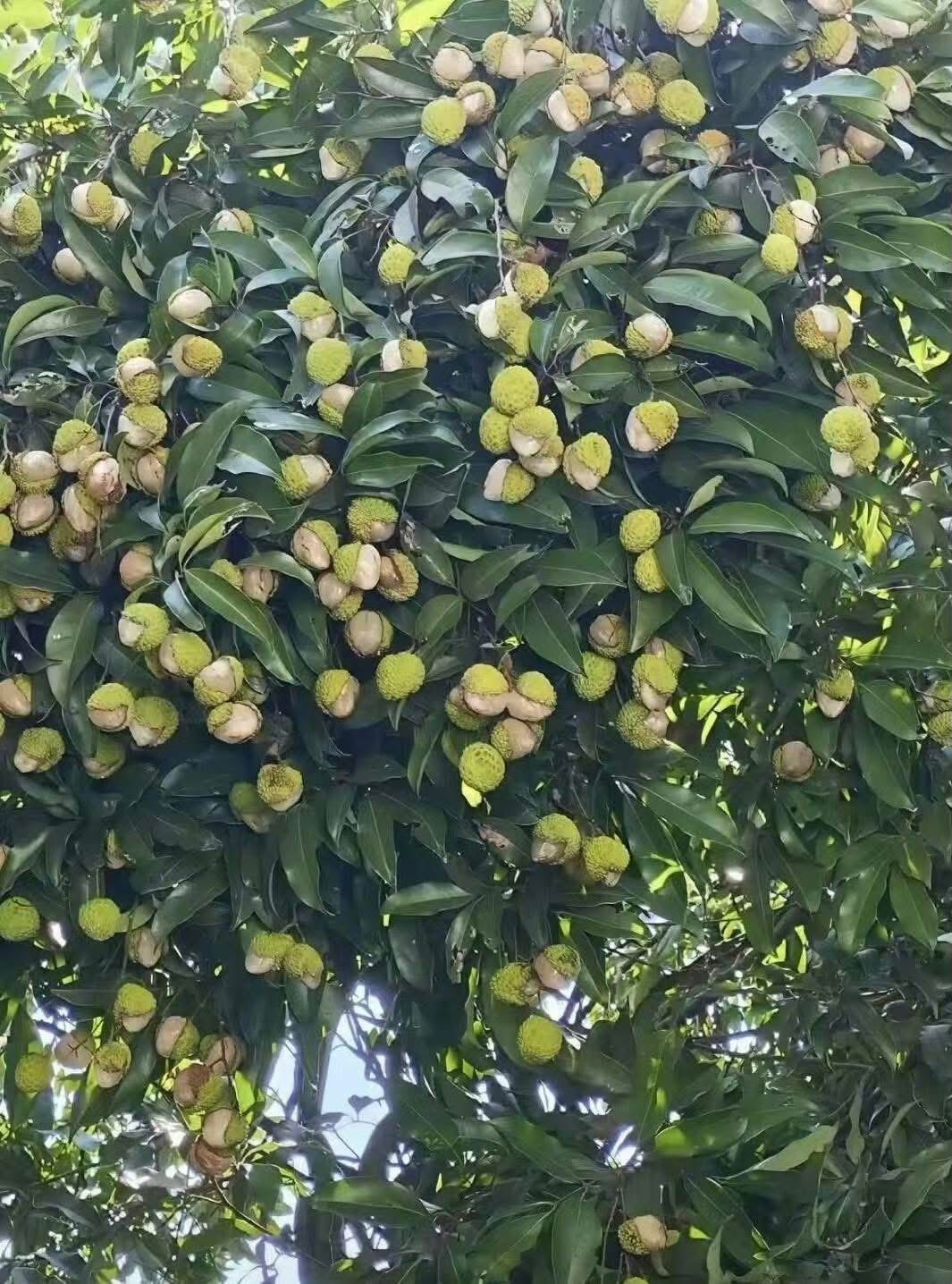 Xuất hiện loại vải "gây lú" mùa hè: Nhìn tưởng đột biến, ai ngờ lý do lại khiến dân mạng vừa buồn cười vừa thương- Ảnh 1. Xuất hiện loại vải "gây lú" mùa hè: Nhìn tưởng đột biến, ai ngờ lý do lại khiến dân mạng vừa buồn cười vừa thương- Ảnh 1.