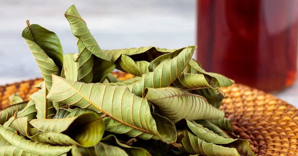 Loại lá chống oxy hóa Loại lá chống oxy hóa