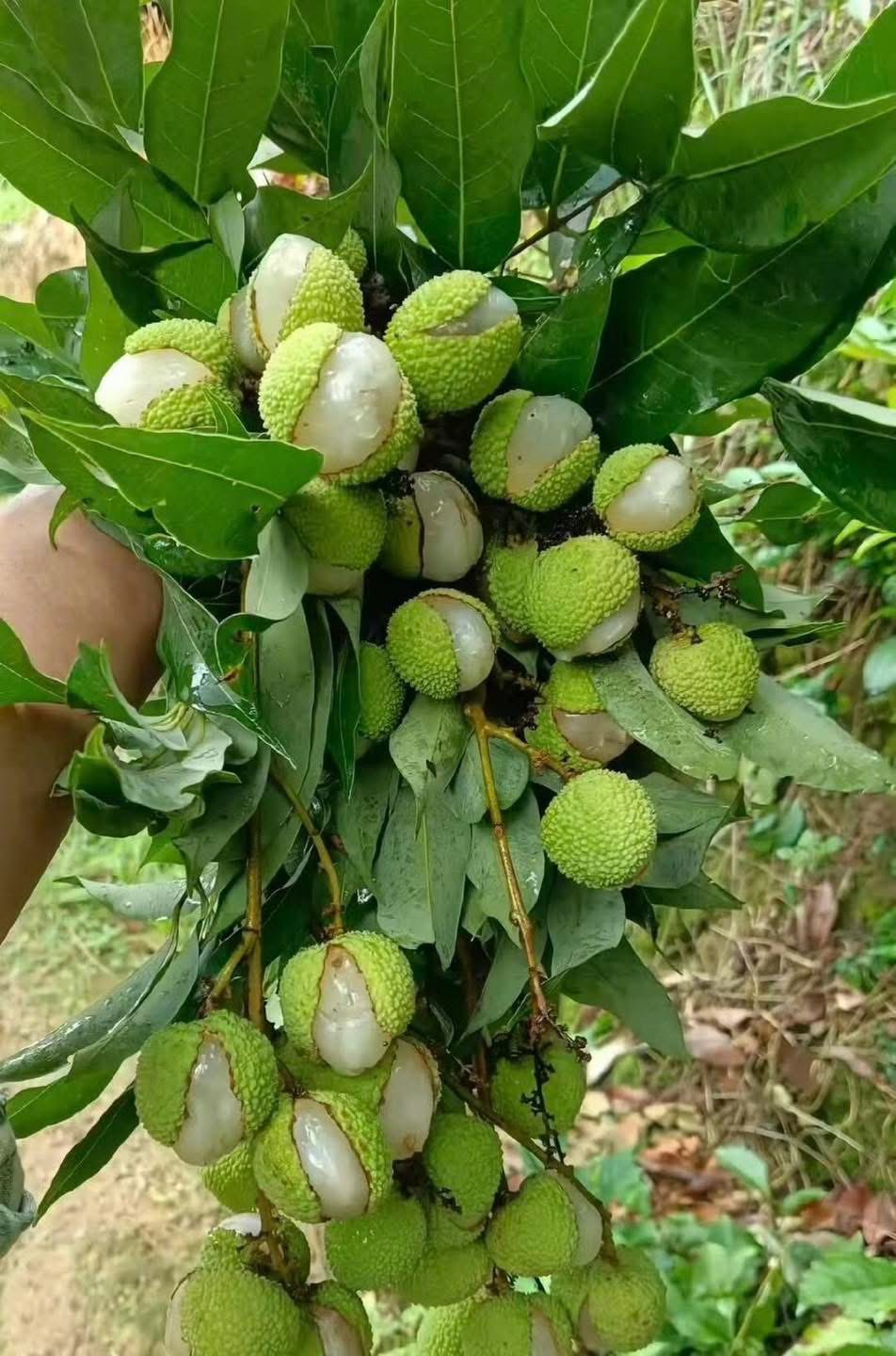 Xuất hiện loại vải "gây lú" mùa hè: Nhìn tưởng đột biến, ai ngờ lý do lại khiến dân mạng vừa buồn cười vừa thương- Ảnh 2. Xuất hiện loại vải "gây lú" mùa hè: Nhìn tưởng đột biến, ai ngờ lý do lại khiến dân mạng vừa buồn cười vừa thương- Ảnh 2.