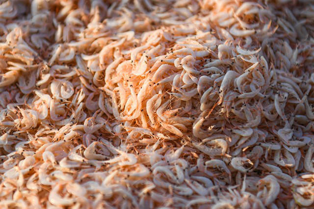 Việt Nam có loại hải sản nhiều canxi gấp 3 lần đậu nành, Trung Quốc ví như 