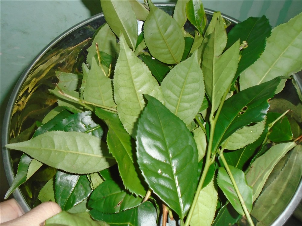 Loại lá chống oxy hóa Loại lá chống oxy hóa