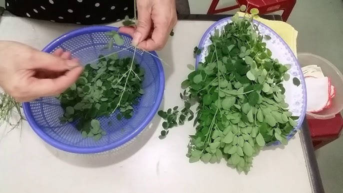 Loại lá chống oxy hóa Loại lá chống oxy hóa