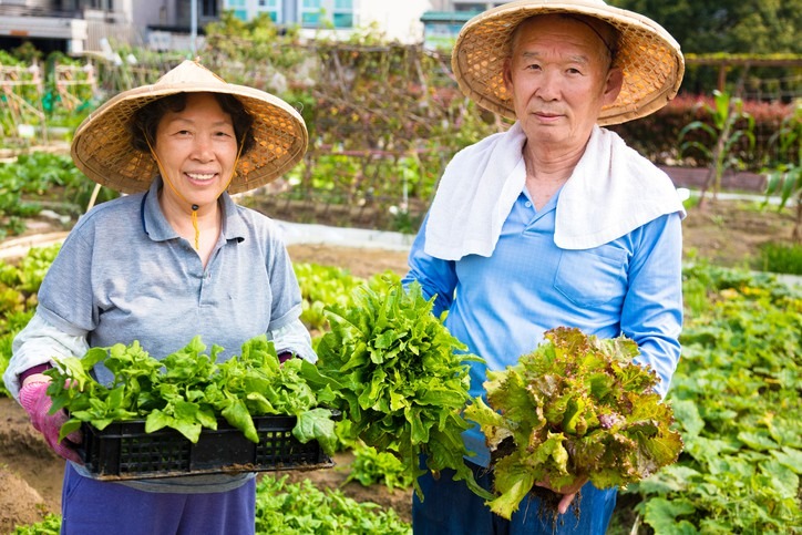 2 loại rau người Nhật xem như 2 loại rau người Nhật xem như