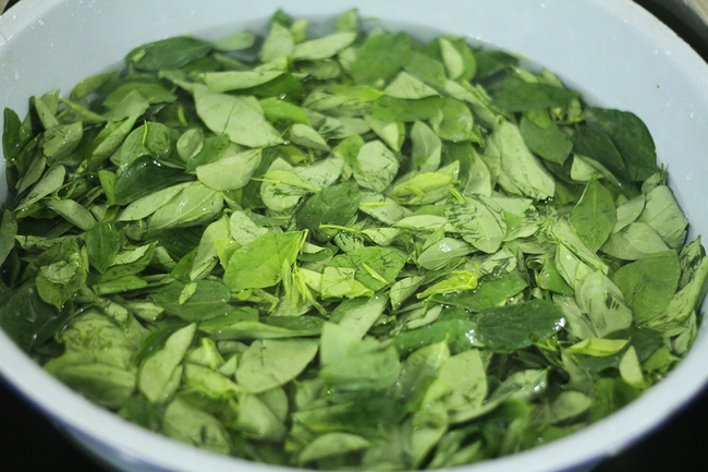 Vò rau ngót trước khi nấu có làm mất chất dinh dưỡng không? Chuyên gia trả lời khiến nhiều người phải thay đổi suy nghĩ- Ảnh 2. Vò rau ngót trước khi nấu có làm mất chất dinh dưỡng không? Chuyên gia trả lời khiến nhiều người phải thay đổi suy nghĩ- Ảnh 2.
