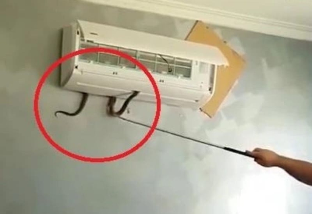 Dấu hiệu quan trọng cho thấy đang có rắn, 'sinh vật lạ' trong điều hòa: Nhiều gia đình chủ quan bỏ qua- Ảnh 2. Dấu hiệu quan trọng cho thấy đang có rắn, 'sinh vật lạ' trong điều hòa: Nhiều gia đình chủ quan bỏ qua- Ảnh 2.
