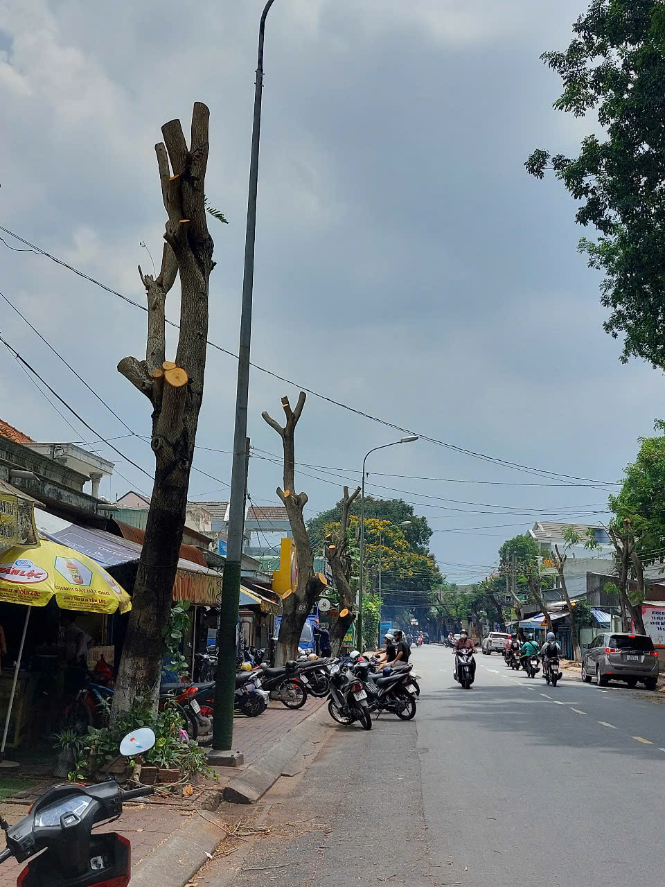 Hình ảnh hàng cây bị đốn hạ, cắt tỉa trơ trụi trên đường phố Dĩ An, Bình Dương- Ảnh 1. Hình ảnh hàng cây bị đốn hạ, cắt tỉa trơ trụi trên đường phố Dĩ An, Bình Dương- Ảnh 1.