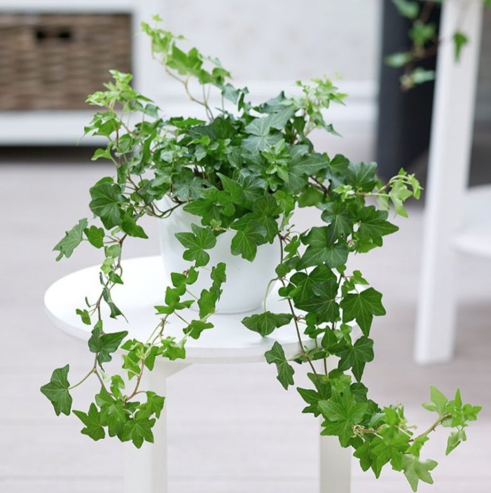 6 cây cảnh dưỡng người, 6 cây cảnh dưỡng người,