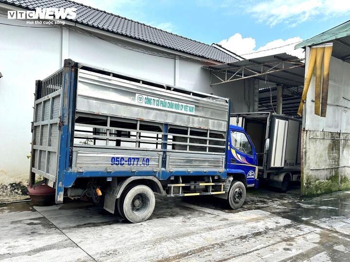 Đang kiểm tra lò mổ heo gia công cho Công ty C.P tại Hậu Giang- Ảnh 1.