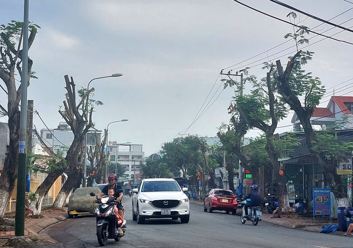 Hình ảnh hàng cây bị đốn hạ, cắt tỉa trơ trụi trên đường phố Dĩ An, Bình Dương- Ảnh 7. Hình ảnh hàng cây bị đốn hạ, cắt tỉa trơ trụi trên đường phố Dĩ An, Bình Dương- Ảnh 7.