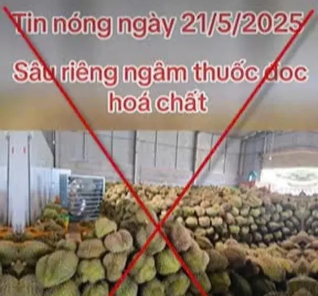 Tin giả gây hại cho thị trường sầu riêng- Ảnh 1. Tin giả gây hại cho thị trường sầu riêng- Ảnh 1.