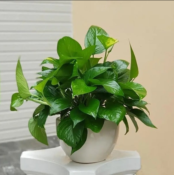 6 cây cảnh dưỡng người, 6 cây cảnh dưỡng người,