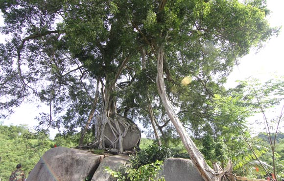 Cây di sản nghìn năm tuổi có dáng độc nhất vô nhị ở Việt Nam: Kiệt tác bonsai thiên tạo- Ảnh 2. Cây di sản nghìn năm tuổi có dáng độc nhất vô nhị ở Việt Nam: Kiệt tác bonsai thiên tạo- Ảnh 2.