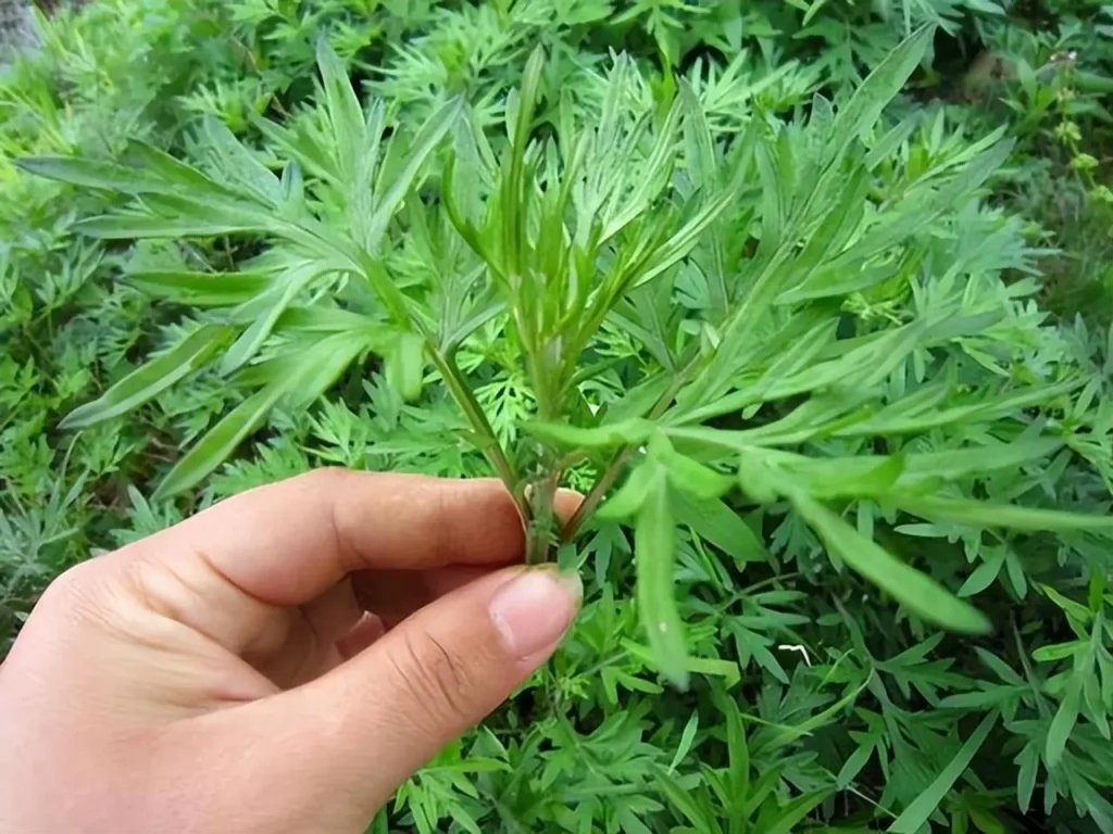 Thứ cây tưởng chỉ để ăn lại là Thứ cây tưởng chỉ để ăn lại là
