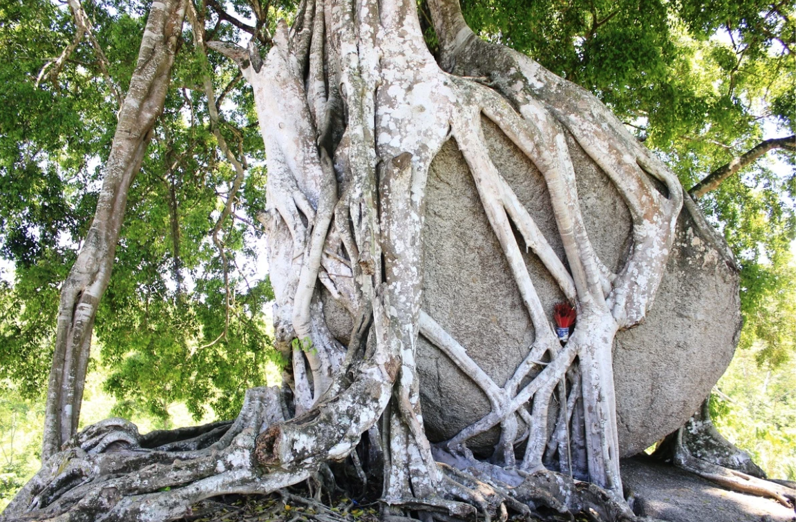 Cây di sản nghìn năm tuổi có dáng độc nhất vô nhị ở Việt Nam: Kiệt tác bonsai thiên tạo- Ảnh 1. Cây di sản nghìn năm tuổi có dáng độc nhất vô nhị ở Việt Nam: Kiệt tác bonsai thiên tạo- Ảnh 1.