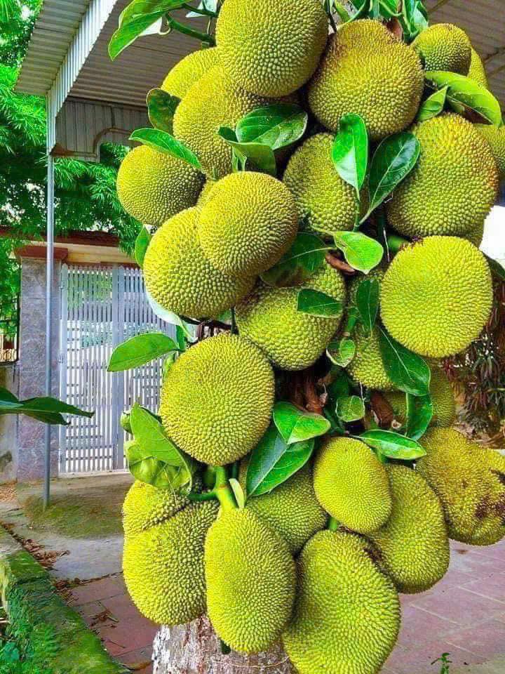 Vùng đất của những món ăn độc đáo, giản dị, đã thử 1 lần là nhớ mãi không quên!- Ảnh 4.