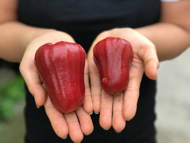 2 loại trái cây trùng tên nhưng số phận khác nhau, giá cả chênh lệch thấy rõ: Nhiều người đi chợ vẫn nhầm!- Ảnh 4. 2 loại trái cây trùng tên nhưng số phận khác nhau, giá cả chênh lệch thấy rõ: Nhiều người đi chợ vẫn nhầm!- Ảnh 4.