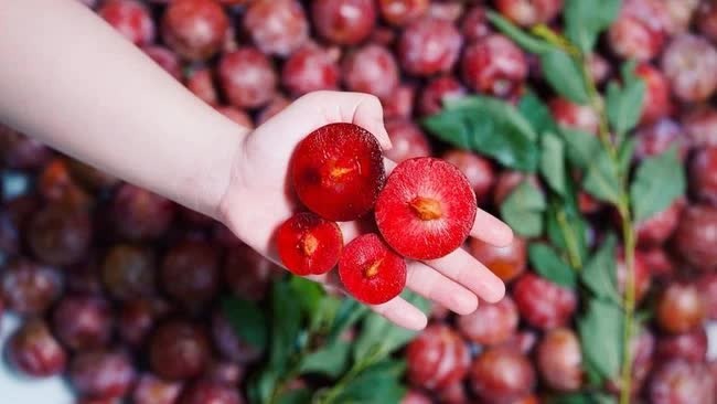 2 loại trái cây trùng tên nhưng số phận khác nhau, giá cả chênh lệch thấy rõ: Nhiều người đi chợ vẫn nhầm!- Ảnh 3. 2 loại trái cây trùng tên nhưng số phận khác nhau, giá cả chênh lệch thấy rõ: Nhiều người đi chợ vẫn nhầm!- Ảnh 3.
