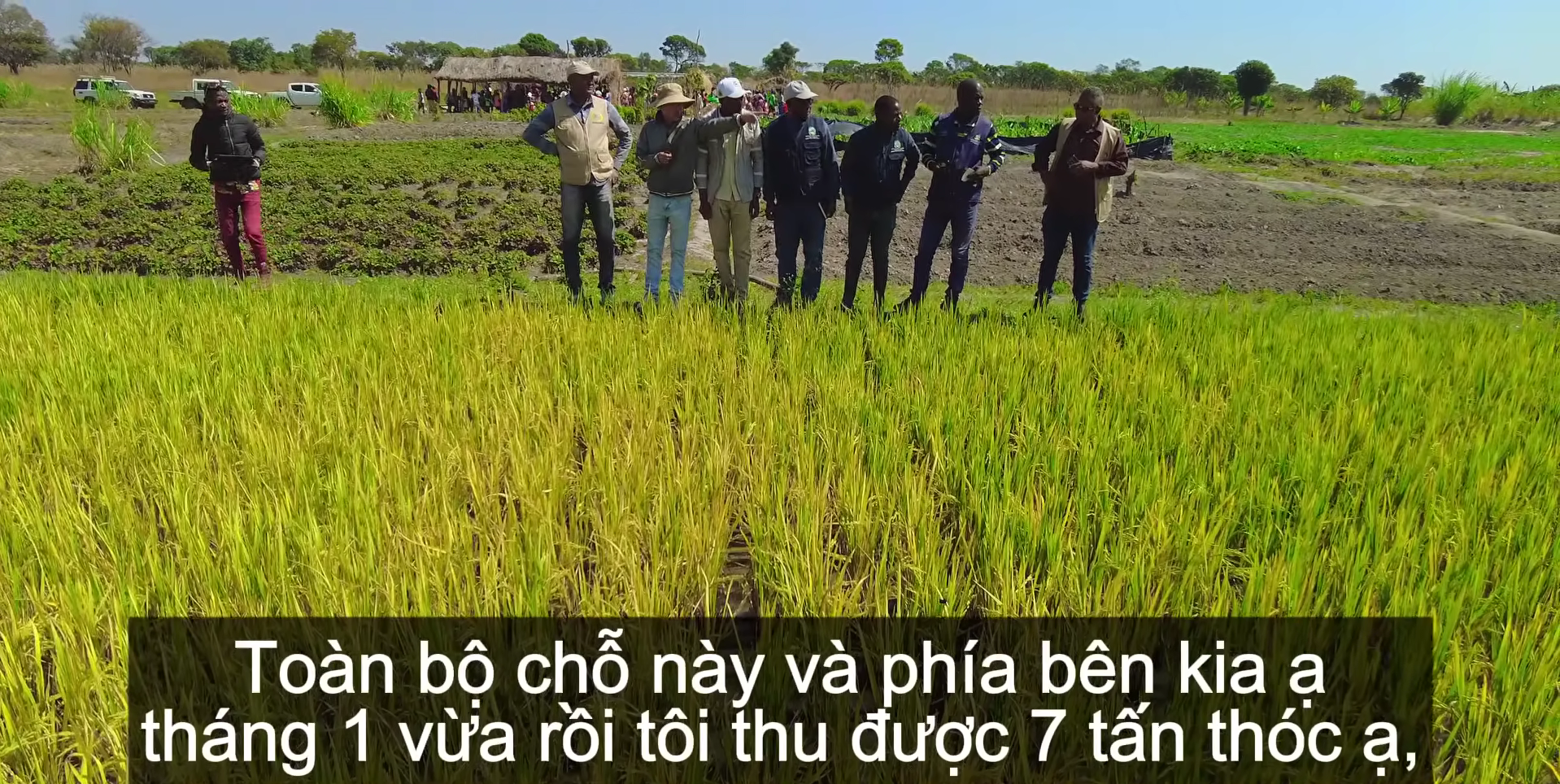 Sở Nông nghiệp Angola đến tận nơi xem team châu Phi thu hoạch lúa, được thưởng thức món nước giải khát đậm chất Việt Nam- Ảnh 2. Sở Nông nghiệp Angola đến tận nơi xem team châu Phi thu hoạch lúa, được thưởng thức món nước giải khát đậm chất Việt Nam- Ảnh 2.