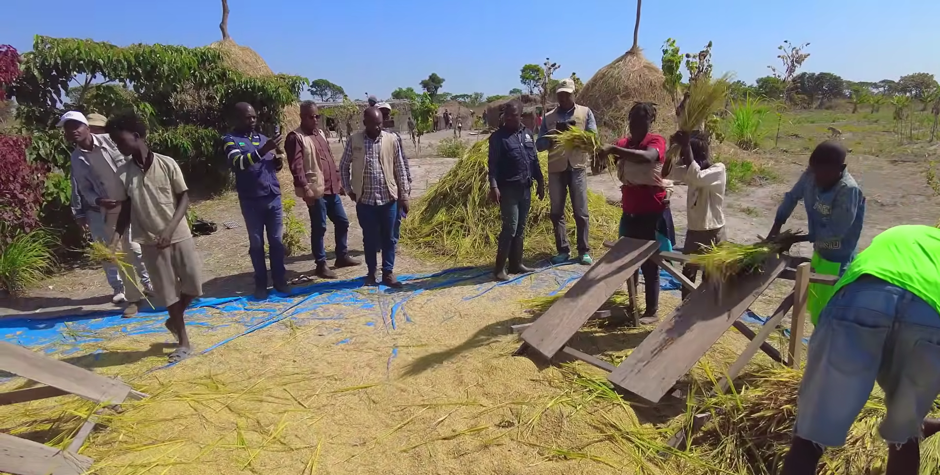 Sở Nông nghiệp Angola đến tận nơi xem team châu Phi thu hoạch lúa, được thưởng thức món nước giải khát đậm chất Việt Nam- Ảnh 1. Sở Nông nghiệp Angola đến tận nơi xem team châu Phi thu hoạch lúa, được thưởng thức món nước giải khát đậm chất Việt Nam- Ảnh 1.