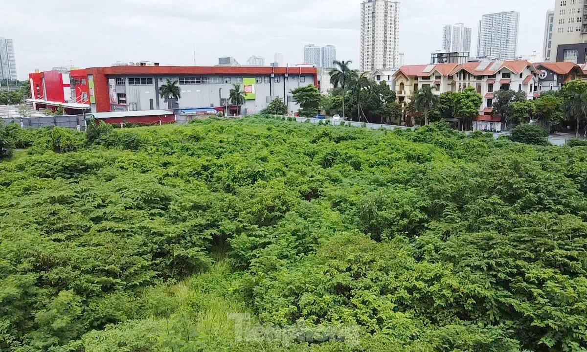 Dự án tháp tài chính gần 4.000 tỷ đồng ở Hà Nội 'hoá rừng' sau 20 năm ôm đất lãng phí- Ảnh 4. Dự án tháp tài chính gần 4.000 tỷ đồng ở Hà Nội 'hoá rừng' sau 20 năm ôm đất lãng phí- Ảnh 4.