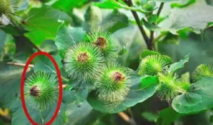 Cỏ dại người thường không ai hái, ai tinh mắt đem bán bỗng vớ được “mỏ tiền”- Ảnh 1. Cỏ dại người thường không ai hái, ai tinh mắt đem bán bỗng vớ được “mỏ tiền”- Ảnh 1.