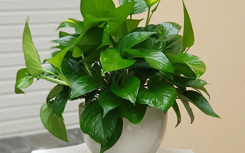 3 cây phong thủy là "vật giữ vía của" người Nhật: Vừa dễ trồng vừa thu hút tài lộc- Ảnh 2.