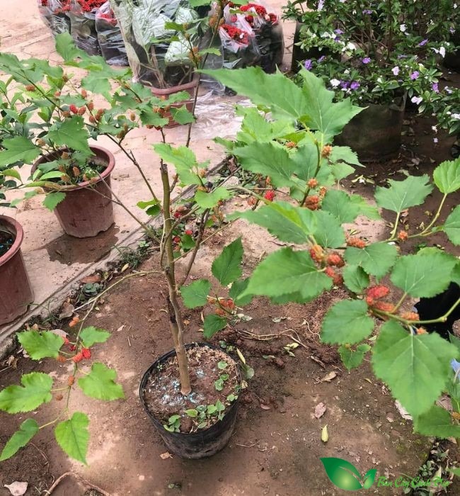 Loài cây trồng trước nhà thì gia chủ lụi bại, rời ra sau lại hóa vượng khí- Ảnh 3. Loài cây trồng trước nhà thì gia chủ lụi bại, rời ra sau lại hóa vượng khí- Ảnh 3.