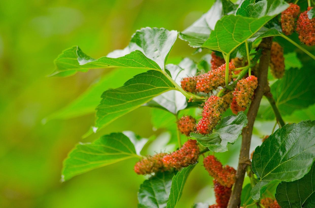 Loài cây trồng trước nhà thì gia chủ lụi bại, rời ra sau lại hóa vượng khí- Ảnh 1. Loài cây trồng trước nhà thì gia chủ lụi bại, rời ra sau lại hóa vượng khí- Ảnh 1.