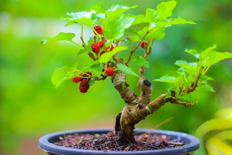 Loài cây trồng trước nhà thì gia chủ lụi bại, rời ra sau lại hóa vượng khí- Ảnh 2. Loài cây trồng trước nhà thì gia chủ lụi bại, rời ra sau lại hóa vượng khí- Ảnh 2.