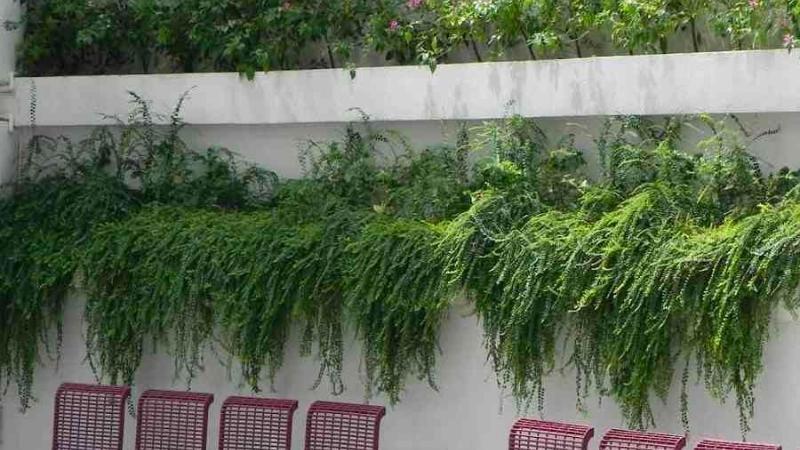 Nhiều người đang trồng 5 cây này mà không hay biết: Hao tài, mất lộc, thu hút vận xui- Ảnh 3. Nhiều người đang trồng 5 cây này mà không hay biết: Hao tài, mất lộc, thu hút vận xui- Ảnh 3.
