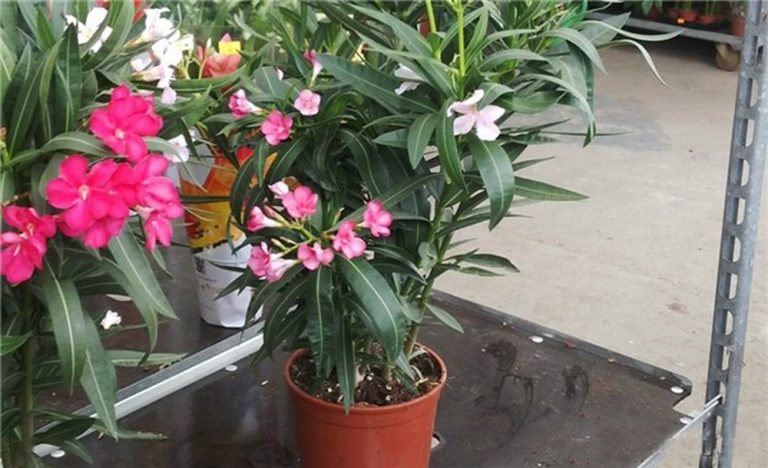 Nhiều người đang trồng 5 cây này mà không hay biết: Hao tài, mất lộc, thu hút vận xui- Ảnh 6. Nhiều người đang trồng 5 cây này mà không hay biết: Hao tài, mất lộc, thu hút vận xui- Ảnh 6.