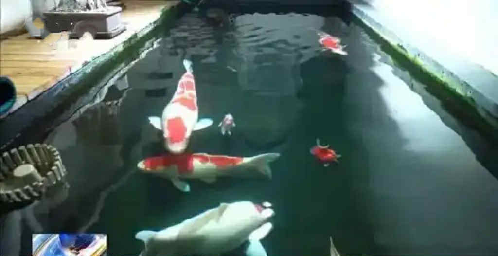 Chi tiền khủng cải tạo tầng hầm chung cư thành ao cá Koi, người đàn ông bị hàng xóm kiện ra tòa: “Anh không được làm thế”- Ảnh 1. Chi tiền khủng cải tạo tầng hầm chung cư thành ao cá Koi, người đàn ông bị hàng xóm kiện ra tòa: “Anh không được làm thế”- Ảnh 1.