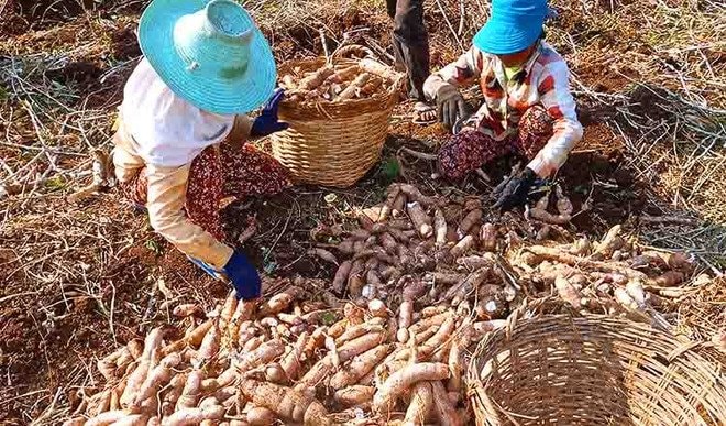 Hàng chục nghìn tấn hàng ùn ứ ở cửa khẩu: Bộ trưởng Thái Lan vừa nhấn mạnh điều gì?- Ảnh 3. Hàng chục nghìn tấn hàng ùn ứ ở cửa khẩu: Bộ trưởng Thái Lan vừa nhấn mạnh điều gì?- Ảnh 3.