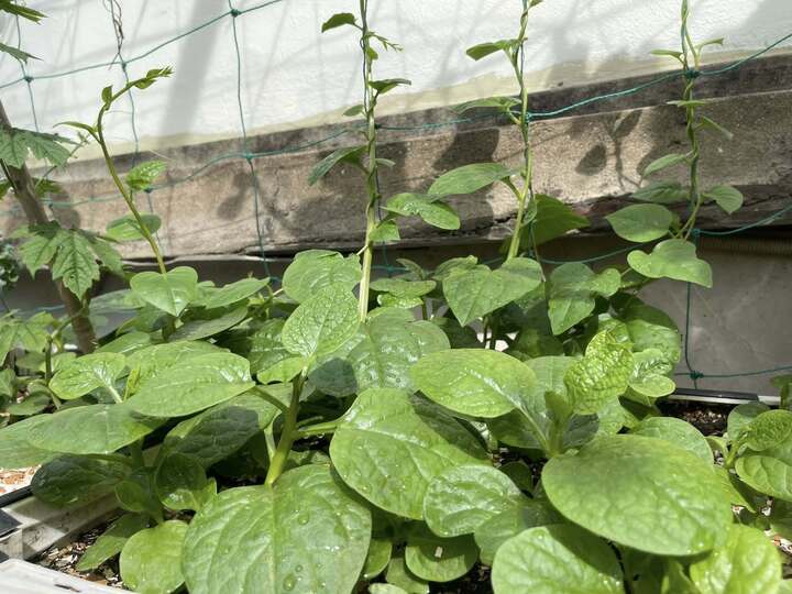 Chuyên gia mách bạn 4 loại rau mùa hè ít 'ngậm' hóa chất nhất- Ảnh 1.