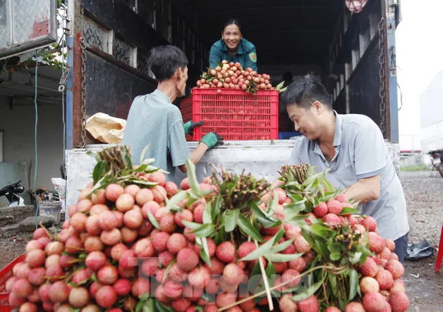 Đi chợ vải thiều Bắc Giang- Ảnh 11. Đi chợ vải thiều Bắc Giang- Ảnh 11.