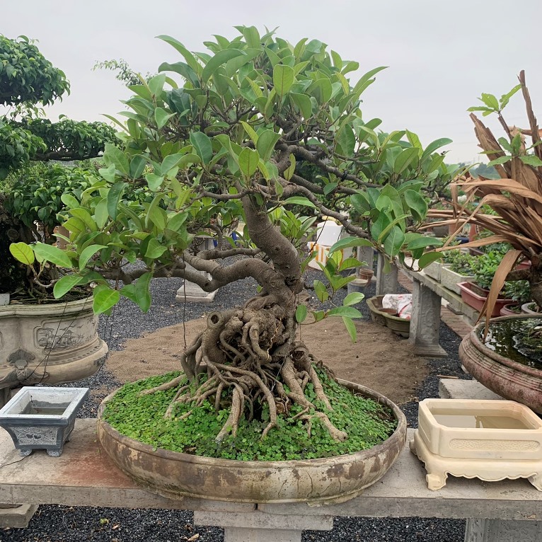 Nhiều người đang trồng 5 cây này mà không hay biết: Hao tài, mất lộc, thu hút vận xui- Ảnh 4. Nhiều người đang trồng 5 cây này mà không hay biết: Hao tài, mất lộc, thu hút vận xui- Ảnh 4.
