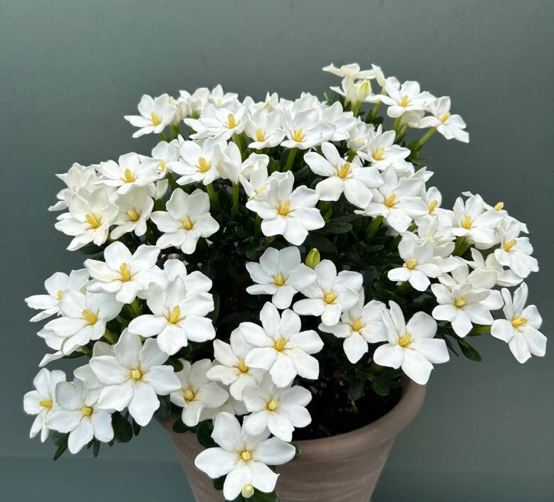 "Vua hoa” trồng chậu nở quanh năm đẹp như ngọc, giúp chiêu tài hút lộc vào nhà- Ảnh 1.