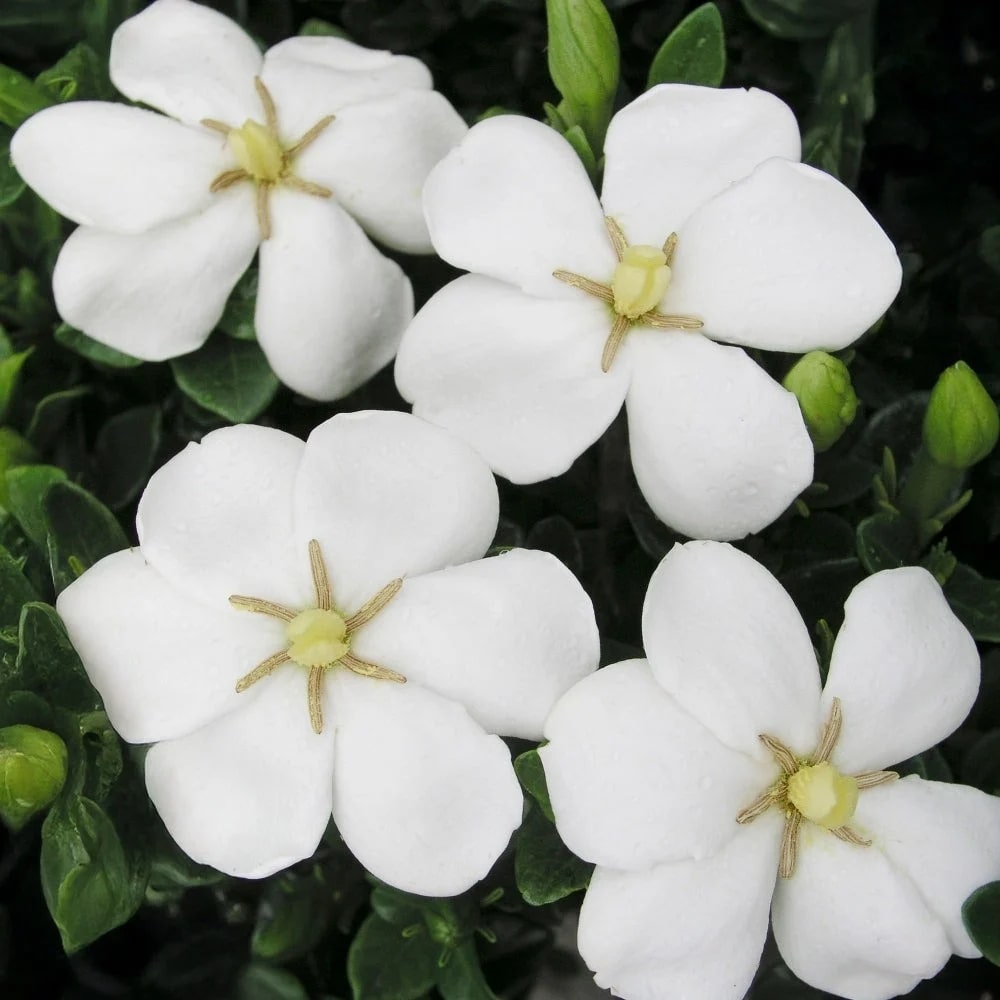 "Vua hoa” trồng chậu nở quanh năm đẹp như ngọc, giúp chiêu tài hút lộc vào nhà- Ảnh 2.