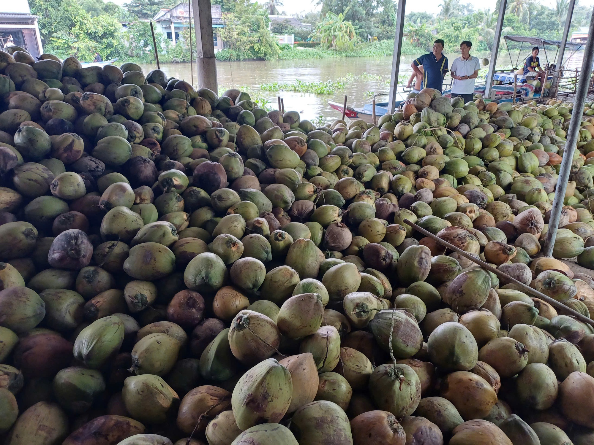 Sốc với đà tăng của giá dừa trong nước- Ảnh 1. Sốc với đà tăng của giá dừa trong nước- Ảnh 1.