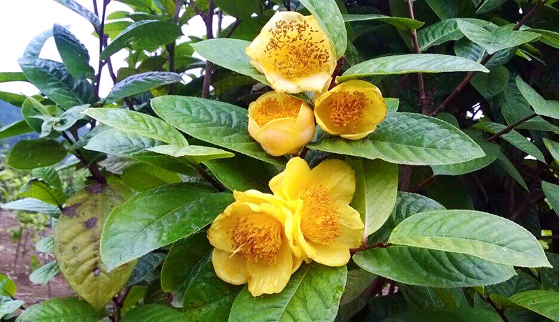 Loài cây nhà giàu coi như báu vật, trồng đâu lộc đó, tiền tụ như mây kéo- Ảnh 1. Loài cây nhà giàu coi như báu vật, trồng đâu lộc đó, tiền tụ như mây kéo- Ảnh 1.