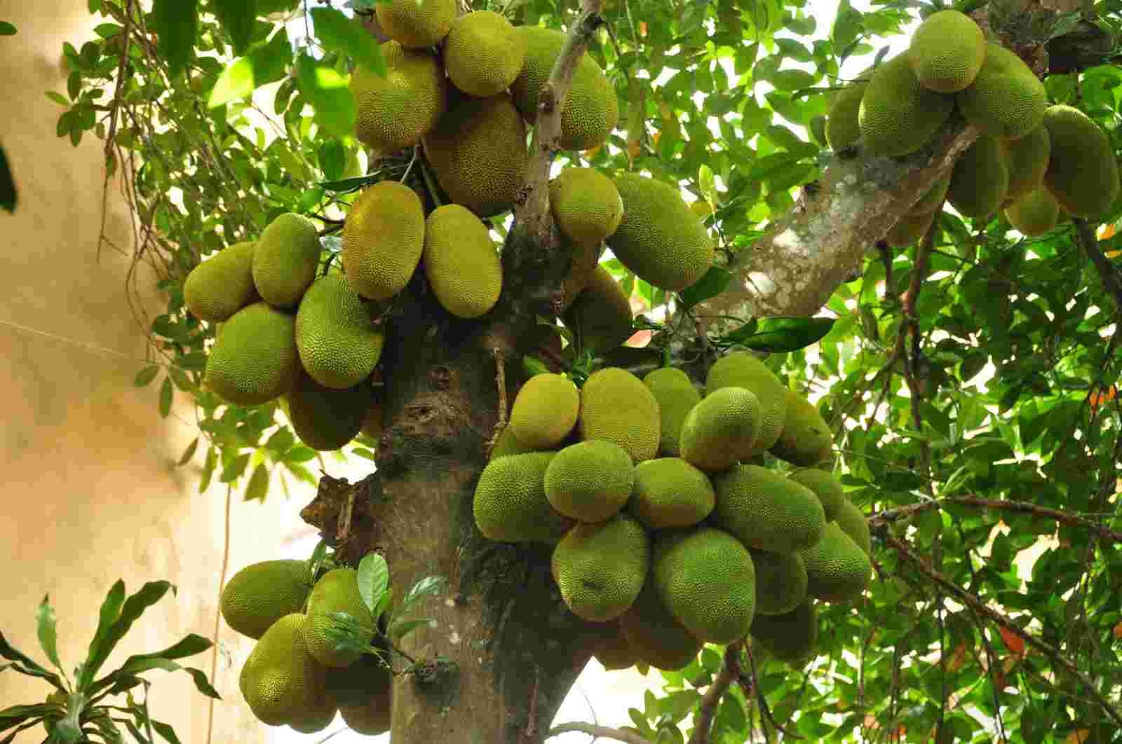 4 loại cây cứ trồng là 4 loại cây cứ trồng là