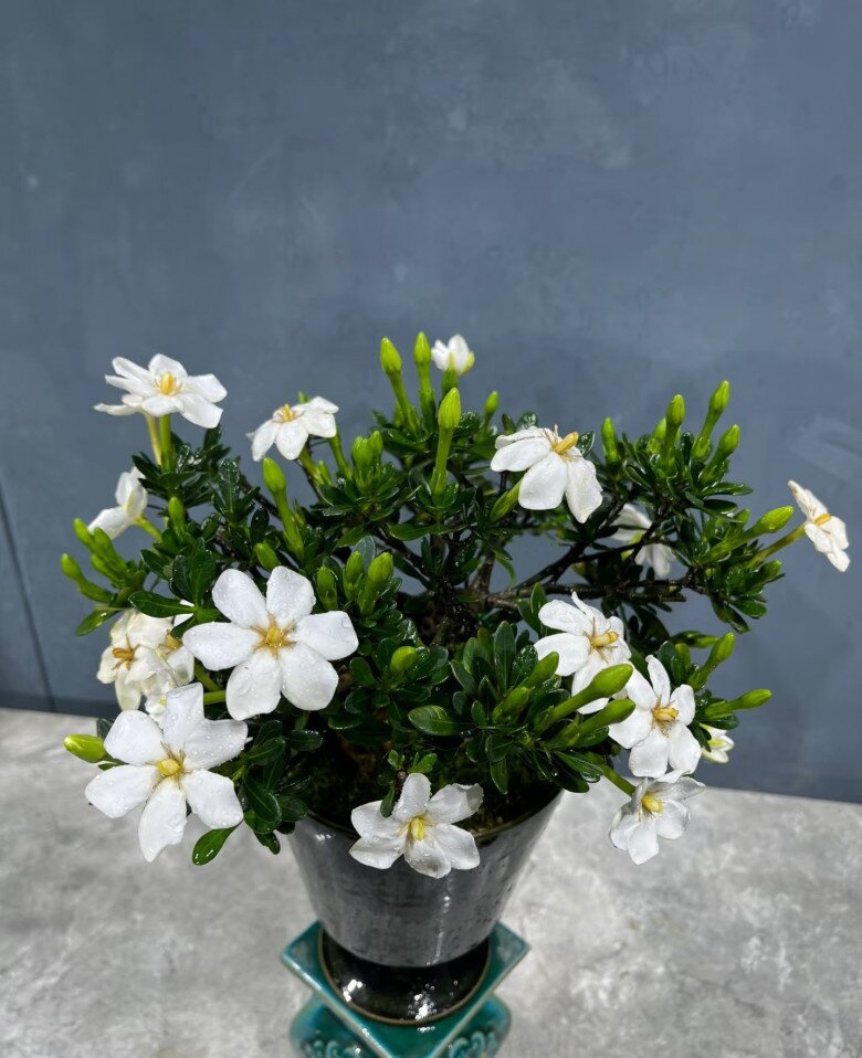 "Vua hoa” trồng chậu nở quanh năm đẹp như ngọc, giúp chiêu tài hút lộc vào nhà- Ảnh 5.